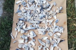 Răsturnare de situaţie în cazul Caracal. INML reia testele ADN făcute pe oasele descoperite până acum
