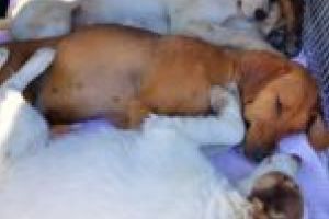 Moldova Nouă – tot mai deschisă campaniilor de sterilizare