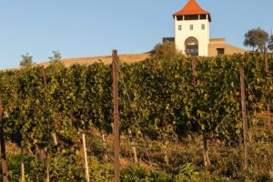 Oferta Villa Vinea: struguri pentru vin calitate premium