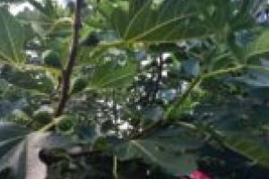 Comuna Sviniţa se pregăteşte de sărbătoare. Festivalul Smochinelor bifează o nouă ediţie