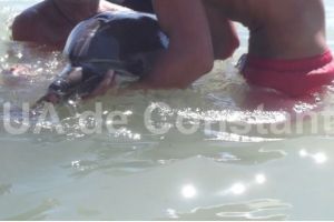 Moartea unui delfin de la Delfinariul din Varna a aprins scanteia dintre politicieni si iubitorii de animale
