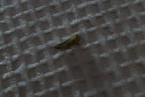 FOTO. Invazie de insecte în Satu Mare