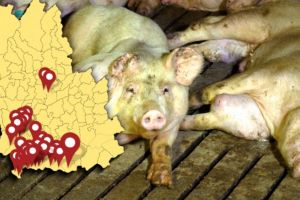 Porcii din Puchenii Mosneni si Olarii Vechi vor fi sacrificati din cauza pestei porcine!