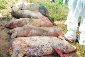 Despăgubiri de peste 200.000 de lei acordate pentru prahovenii afectaţi de pesta porcina