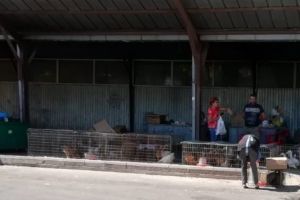 S.O.S. găinile din Ceair!