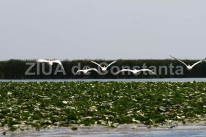 Administratia Rezervatiei Biosferei Delta Dunarii“ primeste peste 15.000 de hectare de teren in zona comunelor Mihai Viteazu si Istria