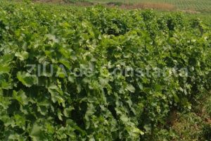 Statiunea de Cercetare Dezvoltare Viti-Vinicola Murfatlar a semnat un contract important cu Valdo Invest SRL (document)