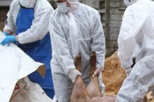 Pestă porcină africană şi la Călineşti