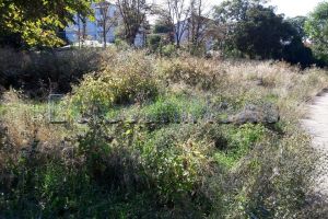 FOTO În faţă-i vopsit gardul, în spate-i… leopardul. Zona din spatele stadionului Botoşani arată jalnic. „Nu credeţi că ar trebui instalate nişte indicatoare de orientare către noul spaţiu natural protejat?”