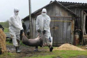 Pesta porcina se extinde in Braila. Porci sacrificati in localitatile Traian, Romanu si Batogu