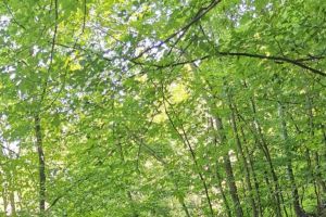 FOTO Muntele Tâmpa, ecologizat de jandarmi şi Agenţia Metropolitană