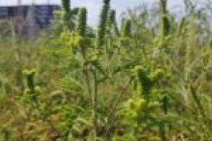 O zonă din Timişoara, sufocată de ambrozie! Amenzile pot ajunge la 2.500 de lei!