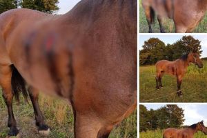 Poliţiştii Serviciului Arme Bihor sunt în alertă: un braconier a împuşcat un cal în satul Forău (FOTO)