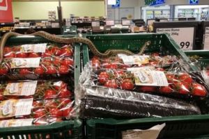 FOTO: Un ȘARPE a dat iama în roşiile de la Kaufland Sfântu Gheorghe. Cum a ajuns reptila din Turcia tocmai în Covasna