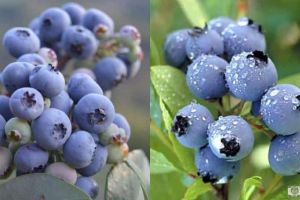 Afinele, medicamentul natural care te tratează şi îţi menţine sănătatea