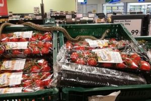 Şarpe într-un magazin Kaufland din România. Se plimba peste roşii