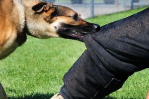 Un bărbat din Botoşani, condamnat după ce câinele său a muşcat o persoană