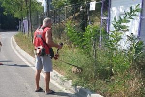 Preşedintele CJ Timiş: Nu tolerez nepăsarea faţă de ambrozie! O echipă de la CJ curăţă zona stadionului