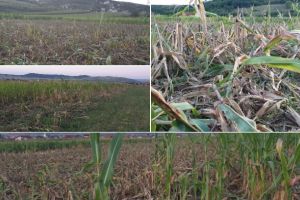 FOTO/VIDEO ȘTIREA TA: Semănăm culturi pentru mistreţi! Animalele sălbatice au dat năvală din nou, la marginea municipiului Alba Iulia, în Miceşti