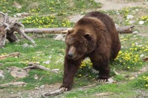 Tineri ATACAȚI de urs la Mălureni