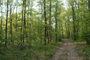 Pădurea din România care ascunde poarta Iadului se află în Botoşani. Oamenii spun că în acest loc lucrurile dispar fără întoarcere