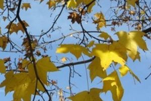 Cum începe toamna, unde vor cădea ploi abundente după caniculă. Prognoza meteo pe o lună
