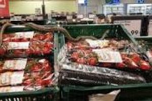 DSV Covasna: Şarpele găsit în supermarketul din Sfântu Gheorghe, inofesiv; posibil să fi hibernat în lăzile cu smochine
