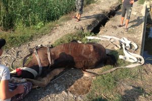 FOTO! Cal scos de pompierii botoşăneni dintr-o gaură de aproape jumătate de metru