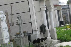 Revoltă la cimitir, o piteşteancă acuză că nu i se mai vede… cavoul!