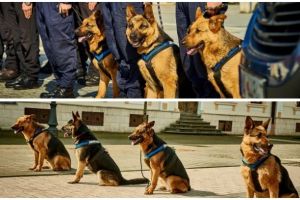 FOTO. Șase ciobăneşti germani, ajutoare de nădejde ai jandarmilor albaiulieni, prezenţi în multe misiuni importante