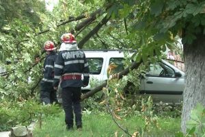 Vijelie păguboasă: Un copac a căzut peste două maşini parcate în Oradea, alţi doi arbori au blocat trotuarele şi o pistă de biciclete