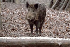Creşte cota de vânătoare la mistreţi. Pesta porcină africană, din nou la graniţa judeţului Timiş