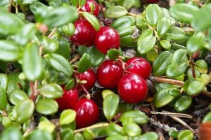 Merişoarele (afinele roşii)  denumite şi “insulina verde” – proprietăţi