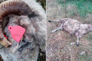 FOTO ȘTIREA TA| O oaie moartă, abandonată la marginea drumului în Șard. Risc pentru sănătatea populaţiei