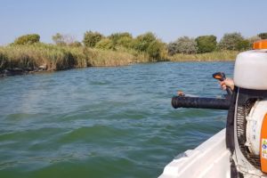 Actiuni de dezinsectie pe lacul Siutghiol, desfasurate de angajatii Primariei Constanta