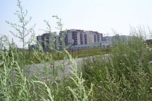 Problema ambroziei din Timişoara, o lacună în viziunea lui Robu. De ce nu s-a dat cu erbicid
