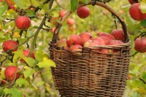 Fermier din comuna Doştat, judeţul Alba, păgubit de vremea schimbătoare. Producţia de mere a ajuns la jumătate faţă de anul anterior