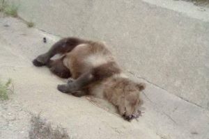 FOTO Urs mort pe marginea DN1, lângă Făgăraş