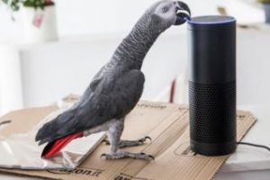 Un papagal a plasat o comandă pe Amazon    