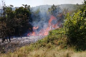 FOTO. Incendiu de vegetaţie într-o localitate din judeţ. Au intervenit pompierii