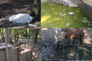 Imagini dezolante la Zoo Timişoara. Autorităţile au explicaţii