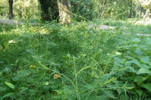 Ambrozia creşte în voie în Parcul Botanic