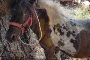 Un PONEI rătăcit se plimba pe străzile Aradului! Se caută STĂPÂNUL (FOTO)