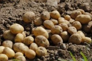 Producţiile de grâu şi cartofi estimate, mai mari decât anul trecut