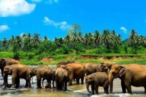 Vanzarea legala a elefantilor salbatici din Africa gradinilor zoologice, limitata drastic