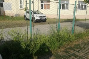Culmea ironiei! S-a găsit ambrozie şi la sediul Agenţiei pentru Protecţia Mediului Timiş