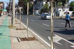 Copacii plantaţi în Timişoara nu mai sunt puieţi cât degetul. Robu a impus limită minimă de înălţime