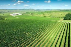 VIDEO. Au mai rămas 3 zile în care puteţi comanda Must de la Jidvei