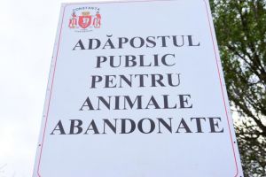 Constanta: Adapostul public pentru animale abandonate este inchis publicului pentru dezinsectie si igienizare