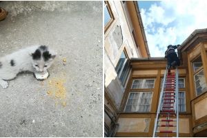 FOTO Pisică salvată de pompieri la Sibiu. Era blocată pe acoperişul unei case